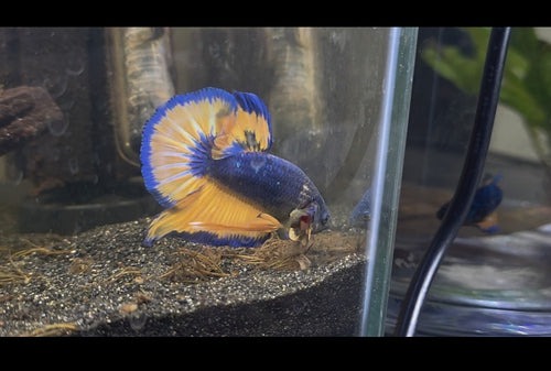 Mustard Gas Fancy Male HMPK