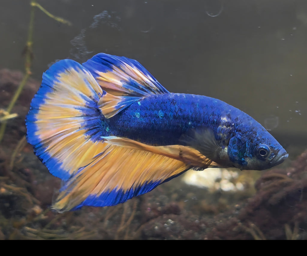 Mustard Gas Fancy Male HMPK