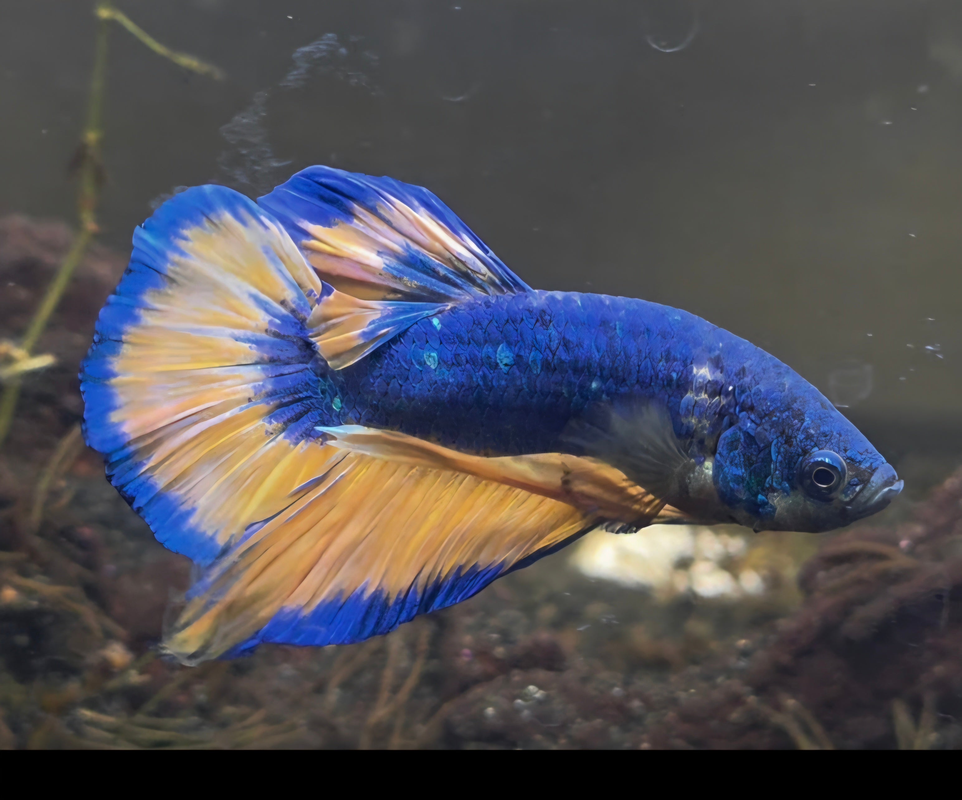 Mustard Gas Fancy Male HMPK