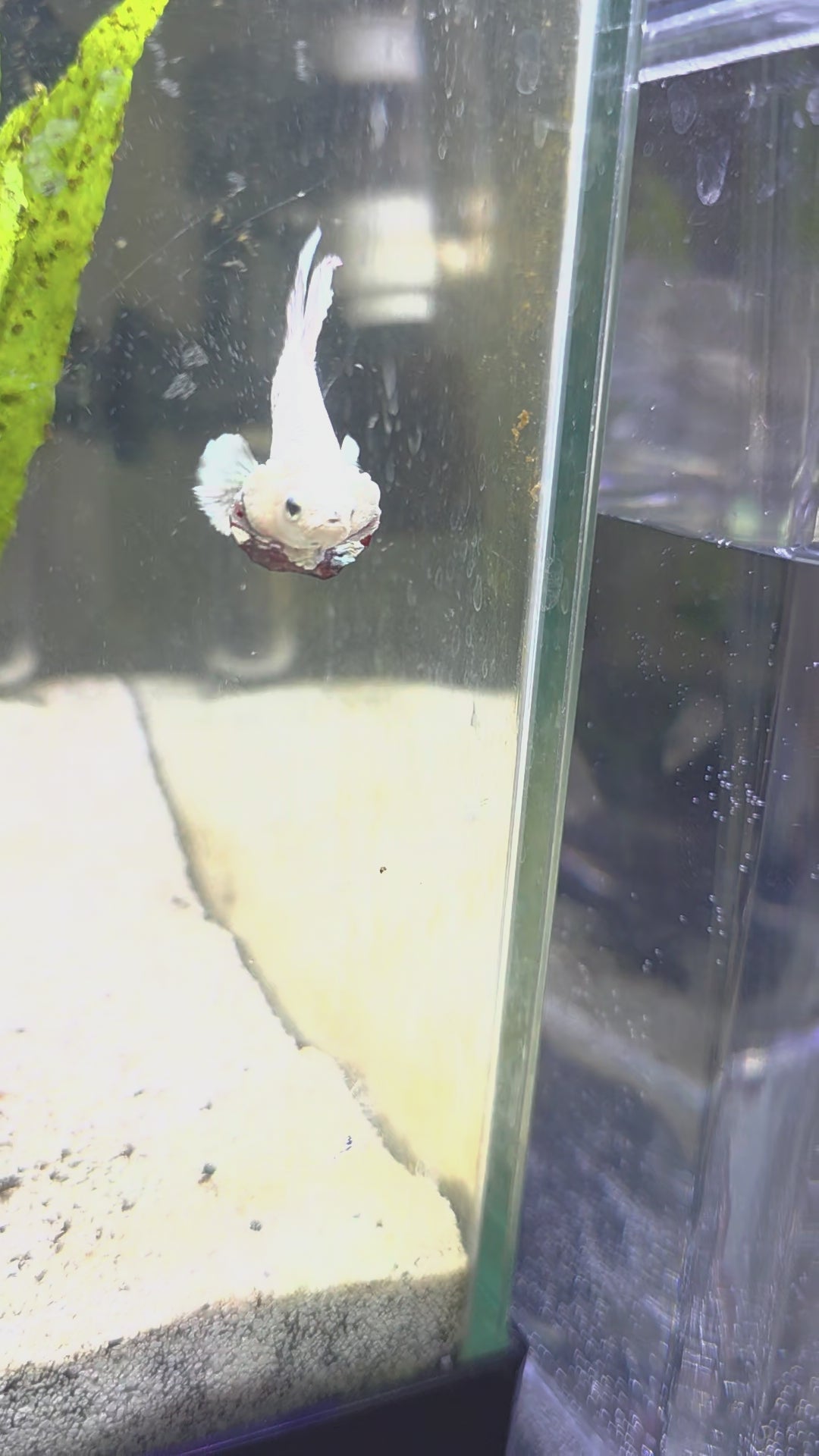 Snowdragon HMPK Male