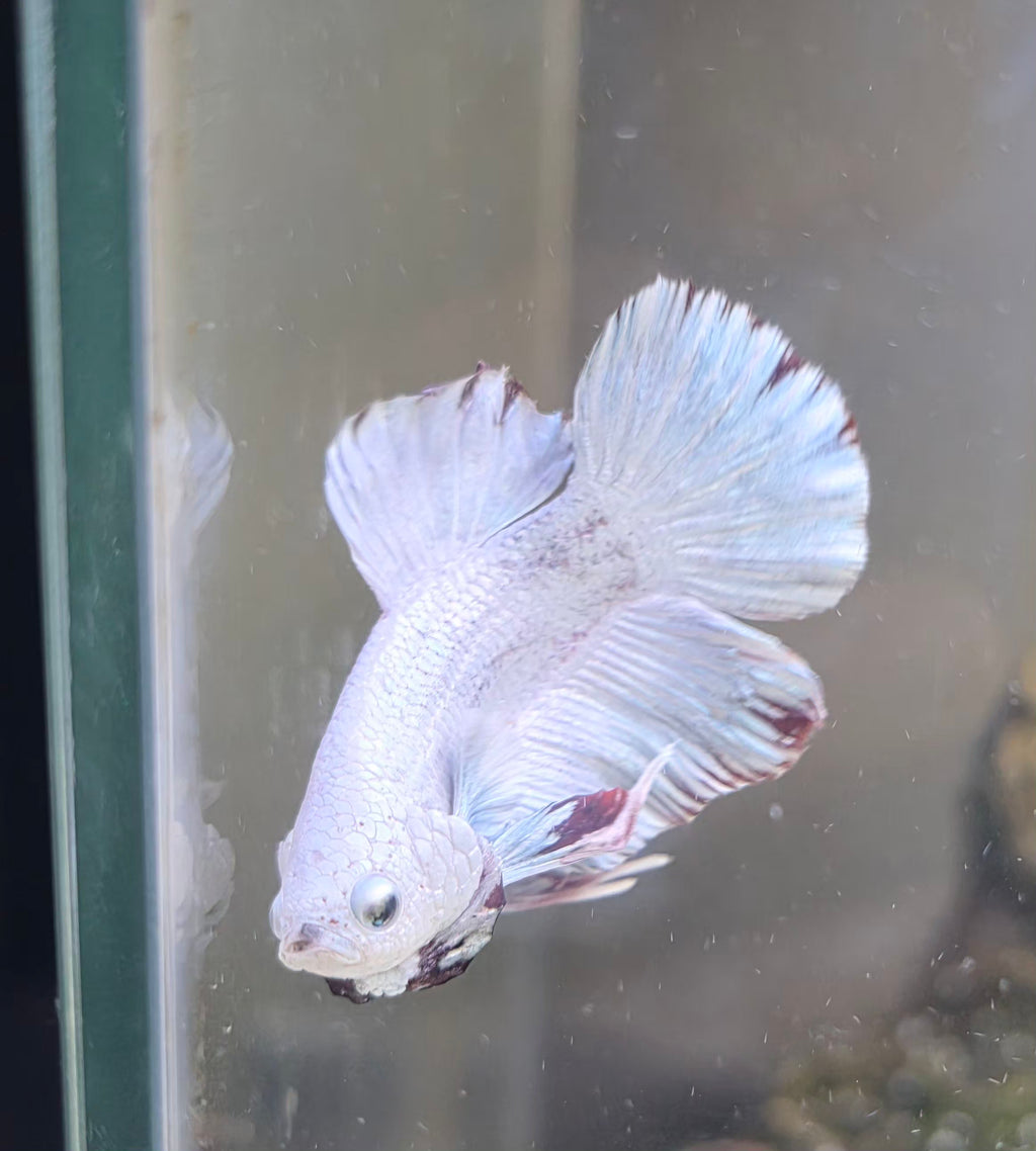 Snowdragon HMPK Male