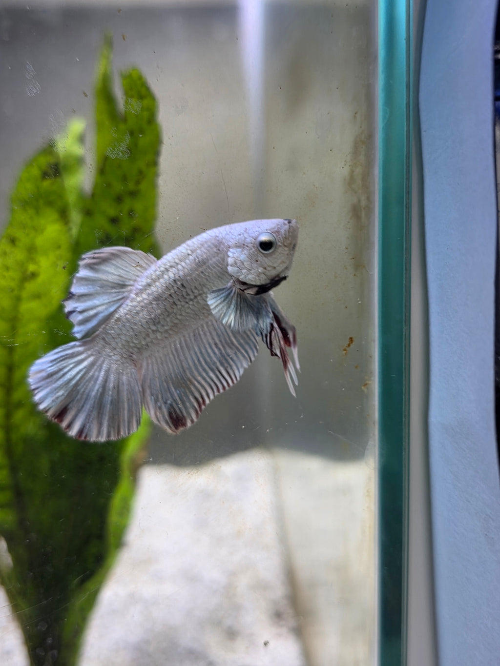 Snowdragon HMPK Male